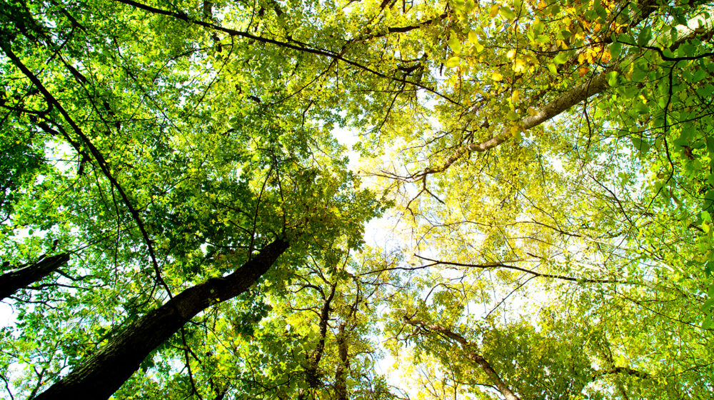 Trees and sunlight